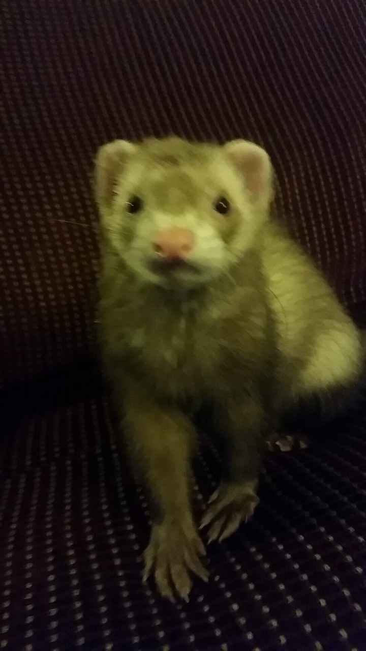 NWR: post pics of your pets!!