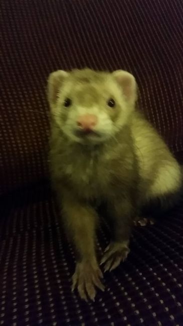 NWR: post pics of your pets!!