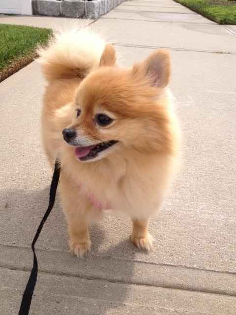 NWR My pitbull is too cute !!!