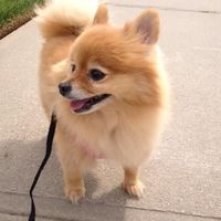 NWR My pitbull is too cute !!!