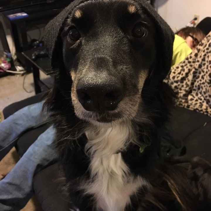 Today is National Pet Day! Let's see those fur babies :)