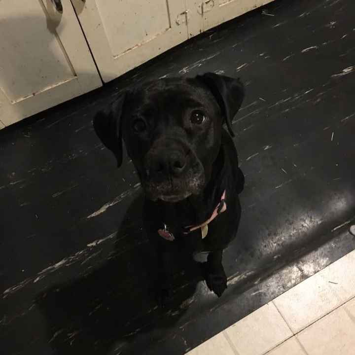 Today is National Pet Day! Let's see those fur babies :)