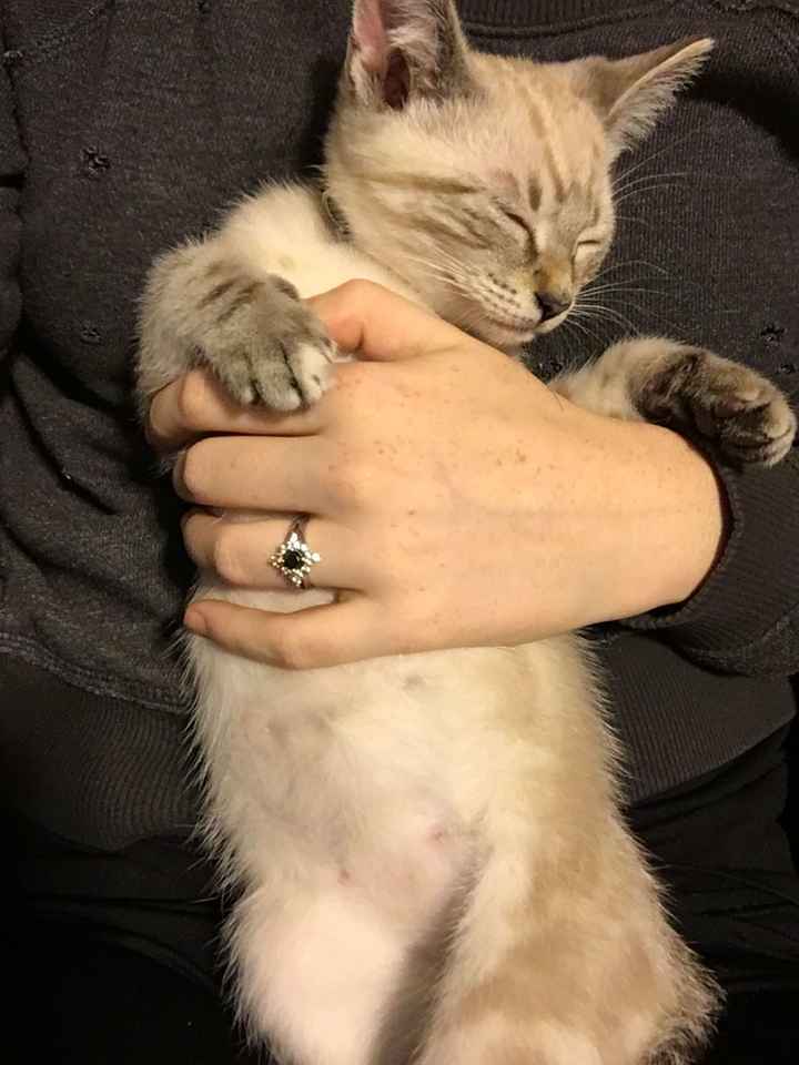 Furbabies?(non wedding post)