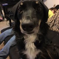 Today is National Pet Day! Let's see those fur babies :)