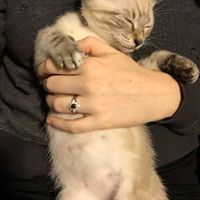 Furbabies?(non wedding post)