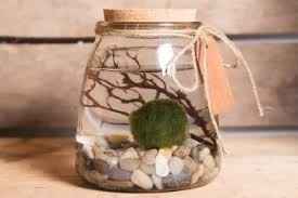 Beta Centerpiece