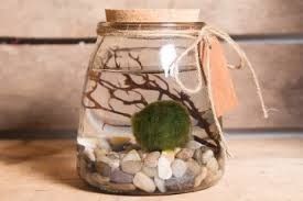 Beta Centerpiece