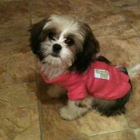 Furbabies (to lighten the mood)