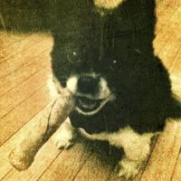 Furbabies (to lighten the mood)