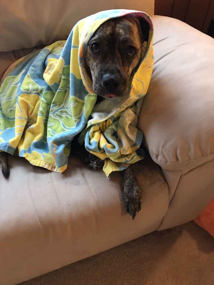 Nwr- show me your fur babies