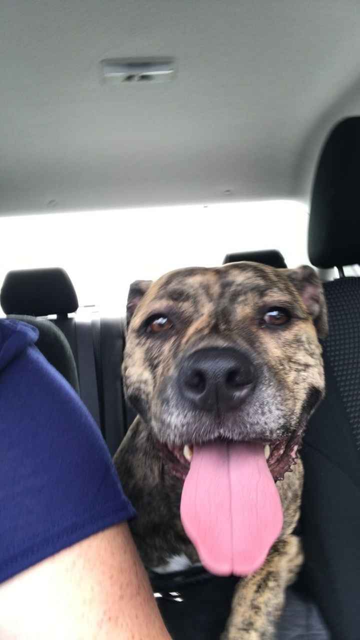 Furbabies?(non wedding post)