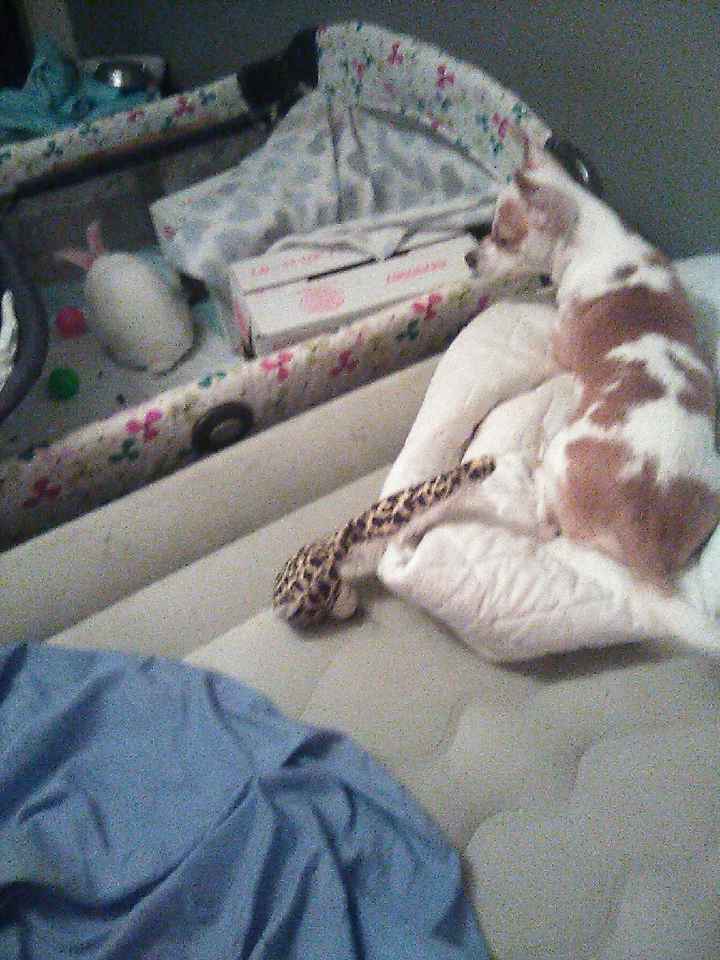 Puppy ring bearer - 4