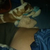 Puppy ring bearer - 1