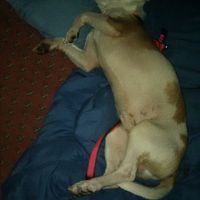 Puppy ring bearer - 2