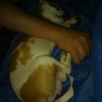 Puppy ring bearer - 3