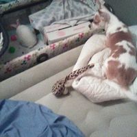 Puppy ring bearer - 4