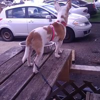 Puppy ring bearer - 5