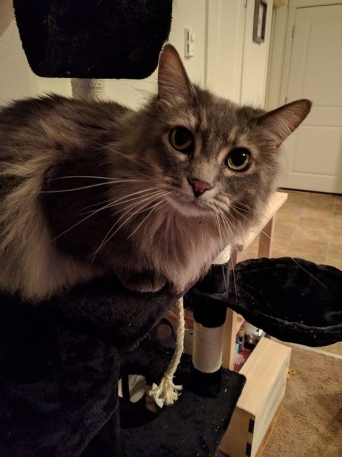 Nwr: litter box problems