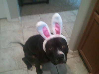 NWR: Lets see our pets!!