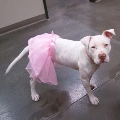 NWR: Lets see our pets!!