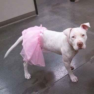 NWR: Lets see our pets!!