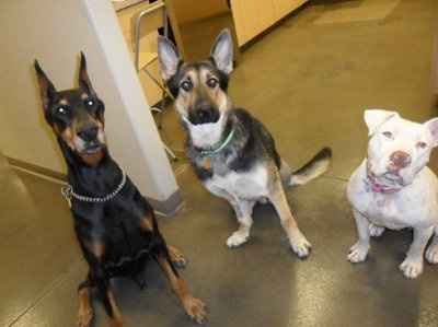 *NWR* Show me your pets/animals! *PICS*