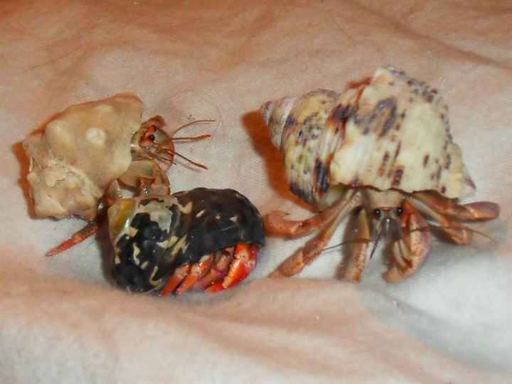 NWR - Furbaby Friday