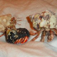 NWR - Furbaby Friday