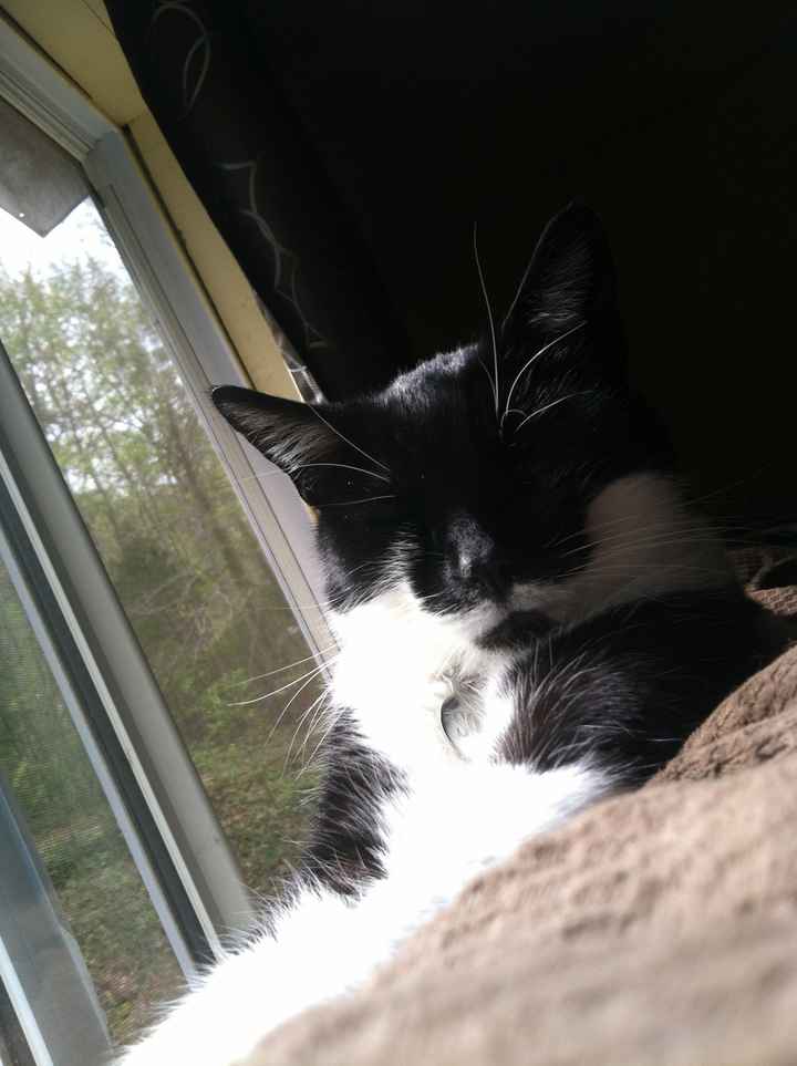 NWR: Lets talk pets.