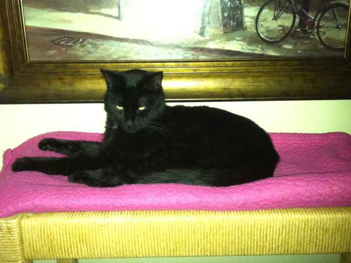 NWR: Our new kitties!