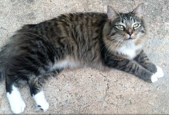Fur baby friday!