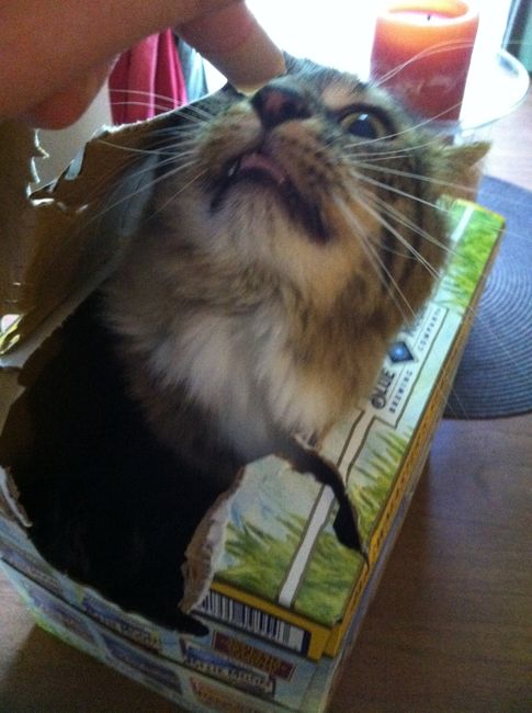 NWR: Lets talk pets.
