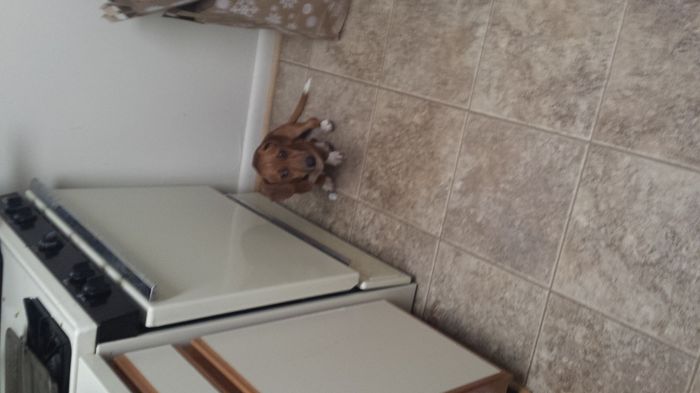 Pets in the Bridal Party?