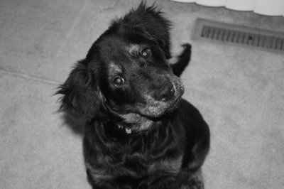 NWR: What kind of dog do you have?