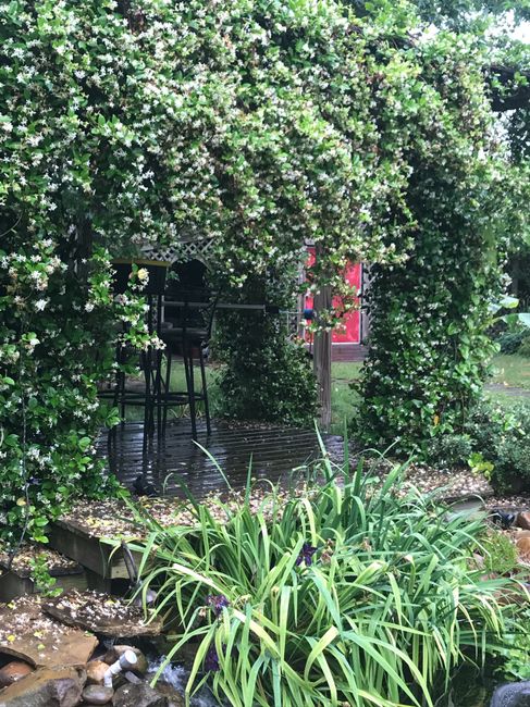 Decorations for pergola? 1