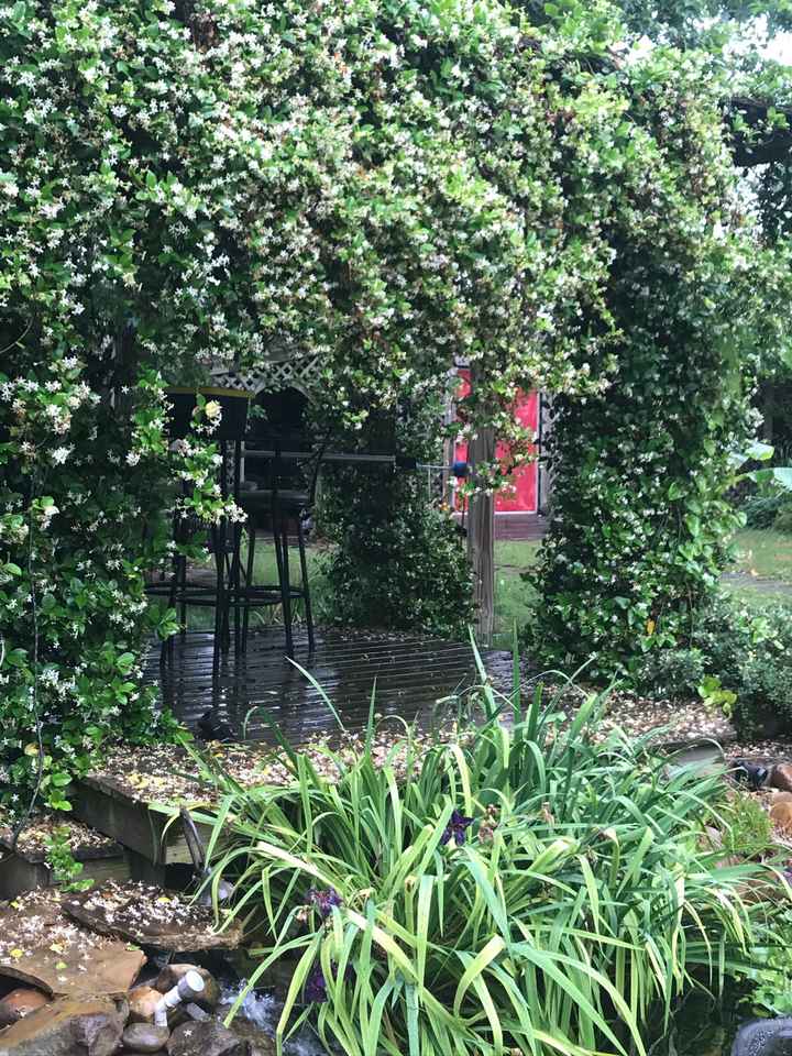 Decorations for pergola? - 1