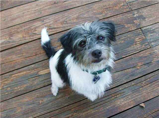 NWR: Lets See Your Fur Babies!