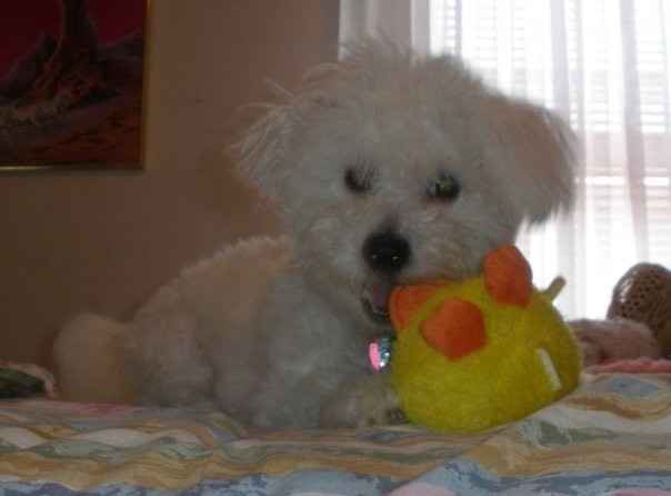 Need cheering up. Show me your puppies!