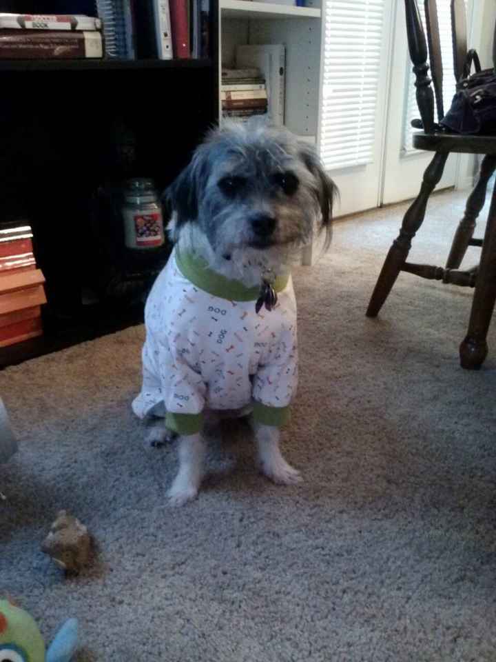 Need cheering up. Show me your puppies!