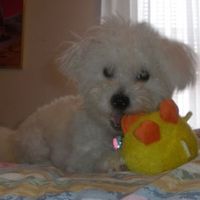 Need cheering up. Show me your puppies!