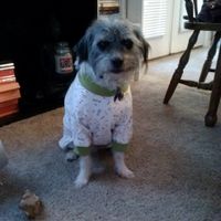 Need cheering up. Show me your puppies!