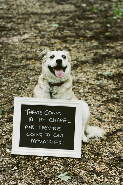 Crazy dog mom