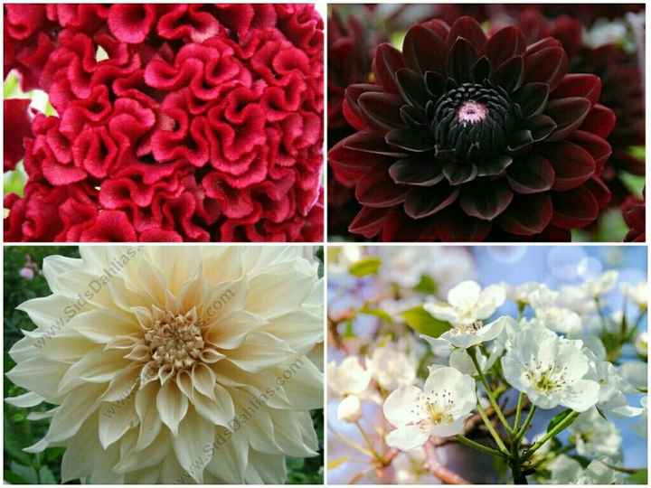 Ladies, What are your favorite flowers?