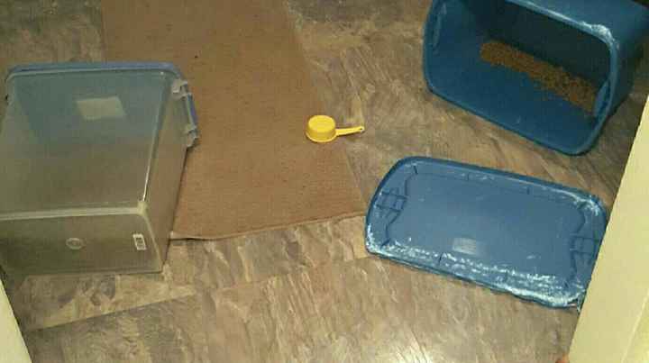 NWR: I came home to find this...when do dogs stop being a-holes?