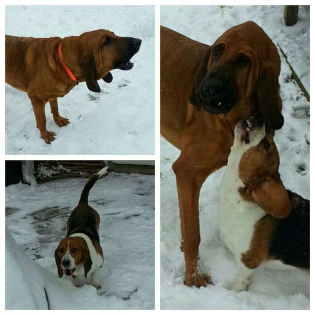 Snow puppies