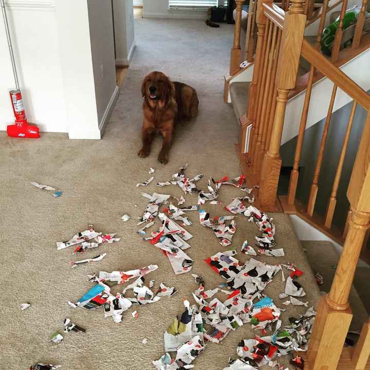NWR- Does anybody want a dog?