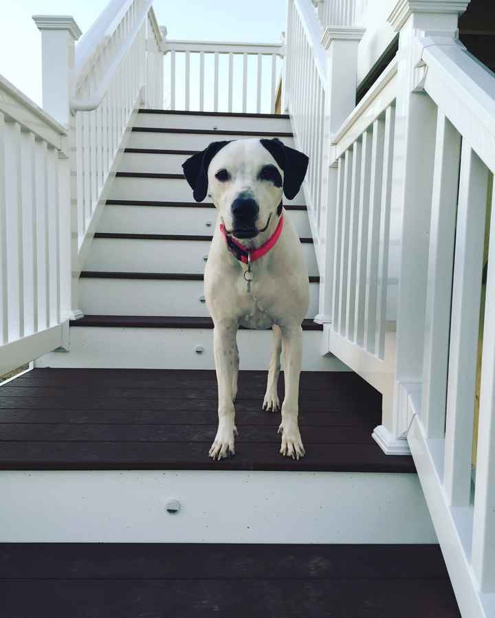 NWR- Does anybody want a dog?