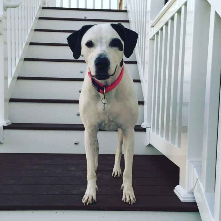 Spinoff: Show us your rescues!