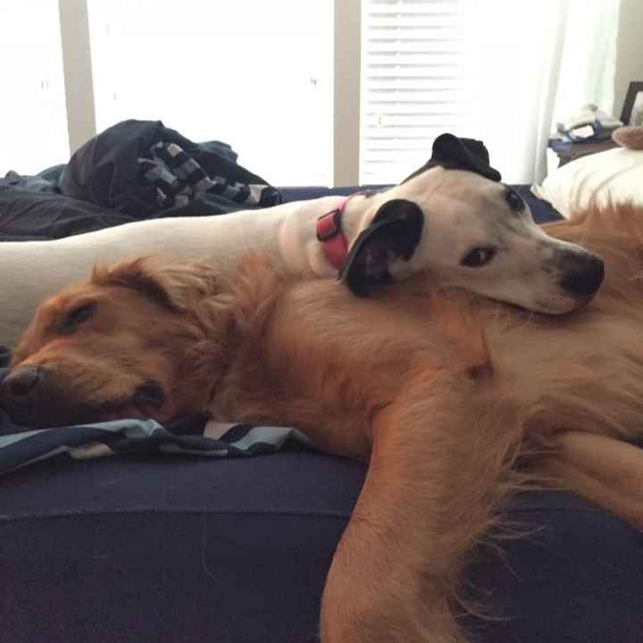 NWR- Puppy Lovin
