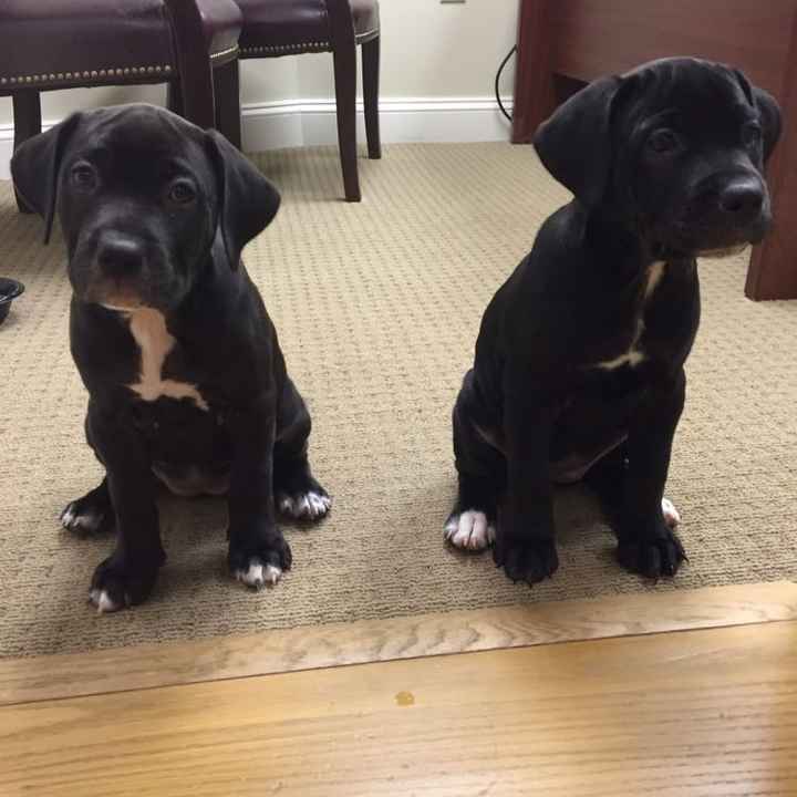 Cutest Thing You'll See All Day